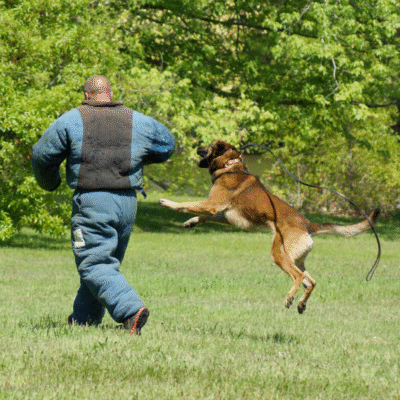 dog daycare colorado springs