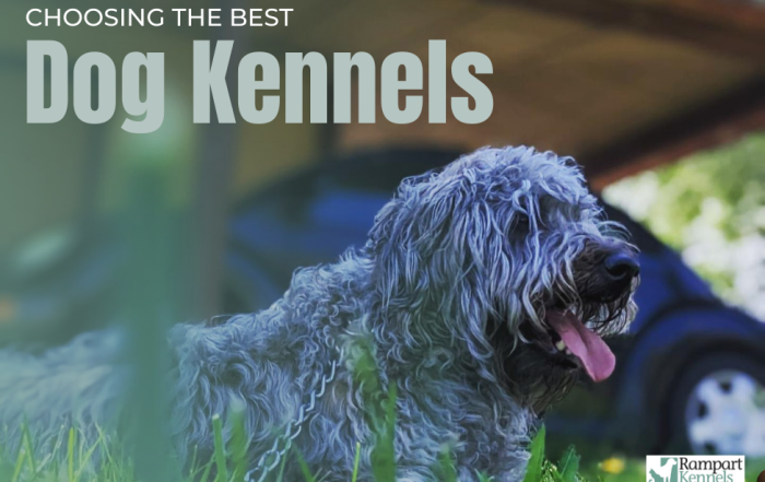 Choosing the Best Dog Kennels Near Me What Pet Owners in Colorado Springs Need to Know