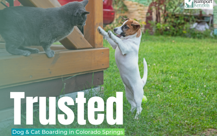 Trusted Dog & Cat Boarding in Colorado Springs Rampart Kennels