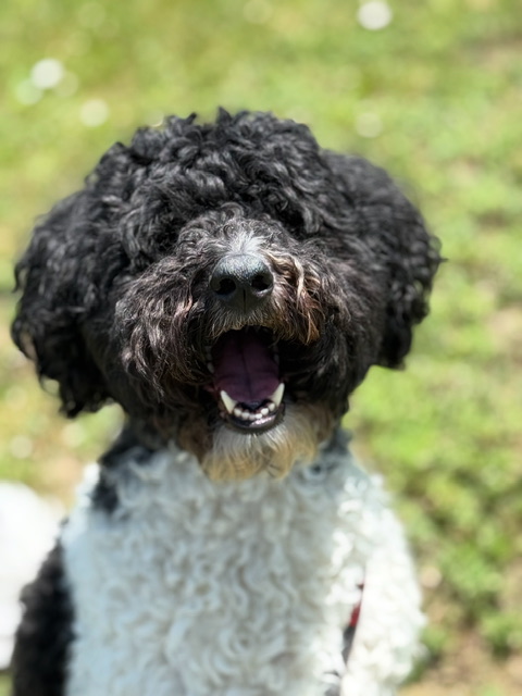 pet boarding colorado springs