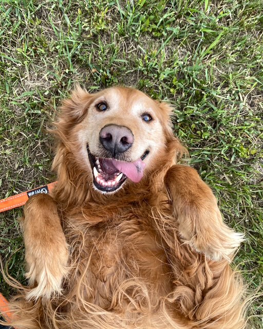 dog kennels in colorado