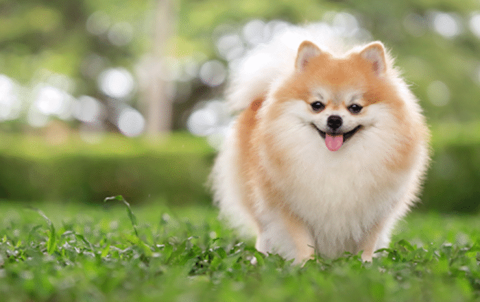 Rampart Kennels – Trusted Pet Boarding & Daycare in Colorado Springs