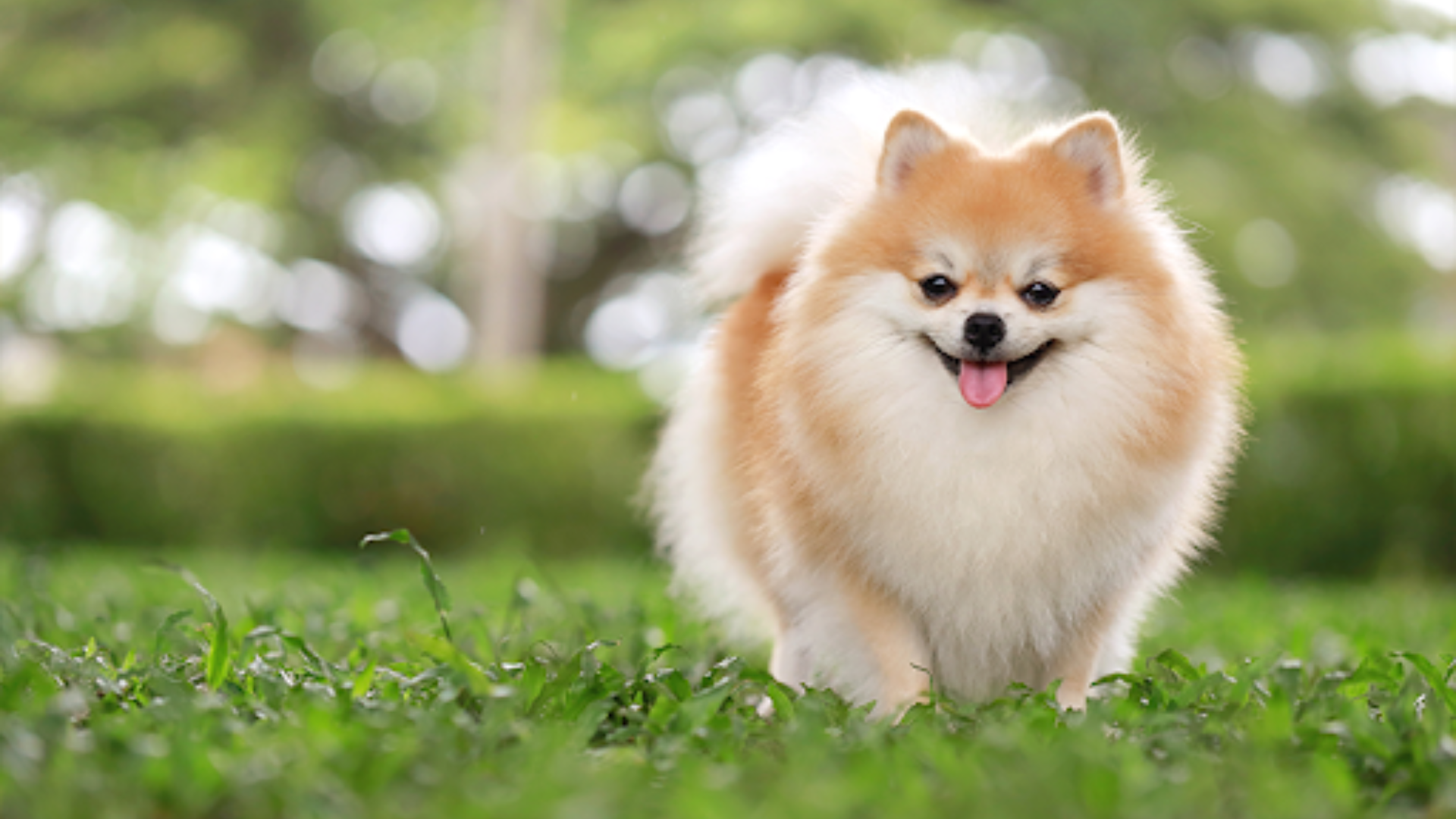 Rampart Kennels – Trusted Pet Boarding & Daycare in Colorado Springs