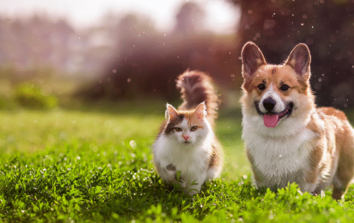 Rampart Kennels offers safe, comfortable cat boarding in Colorado Springs. Trusted for over 30 years as the go-to Colorado Springs kennel for cats and dogs.