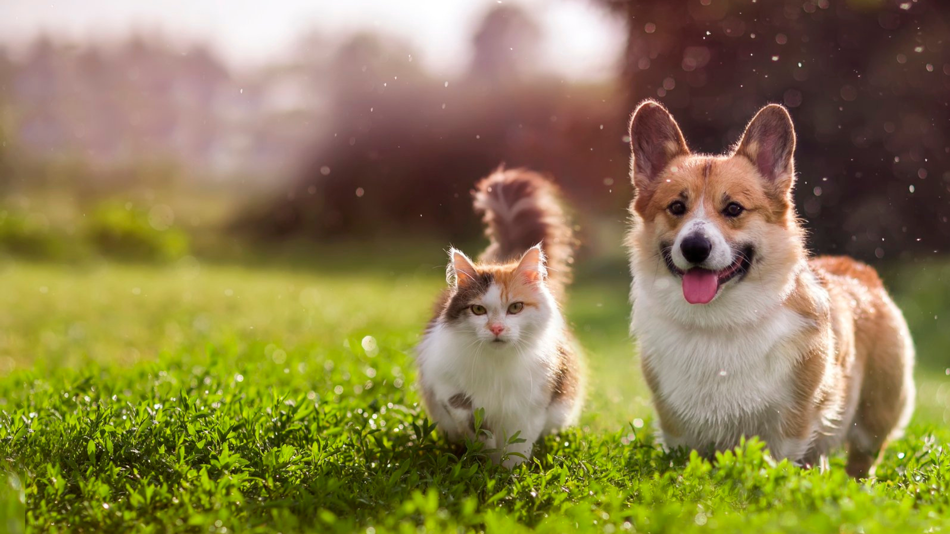 Rampart Kennels offers safe, comfortable cat boarding in Colorado Springs. Trusted for over 30 years as the go-to Colorado Springs kennel for cats and dogs.